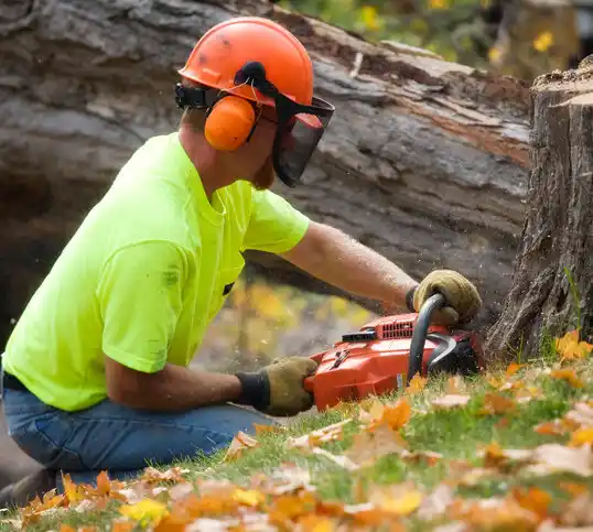 tree services Enon